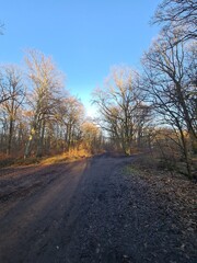 Wonderful Plänterwald Forest Landscape With Blue Sky In Winter (Berlin Treptow)