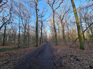 Obraz premium Wonderful Plänterwald Forest Landscape With Blue Sky In Winter (Berlin Treptow)