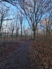 Wonderful Plänterwald Forest Landscape With Blue Sky In Winter (Berlin Treptow)
