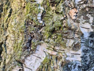 minimalistic background picture - close up photography of tree bark