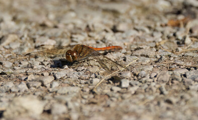 red dragonfly on a flower, dragongly on a gravel path, orange odonata grey background, wings of a odonata, eye Sympetrum