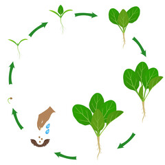 Life cycle of spinach plant on a white background..eps