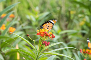 A plain tiger butterfly on the tropical milkweed flowers.