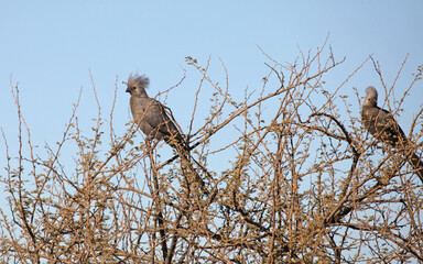 Grey Go-Away Bird perched in a tree, Namibia
