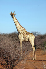 Giraffe watching the watcher, Namibia

