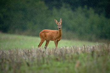 Deer Standing Alert in a Meadow Under Gentle Rainfall
