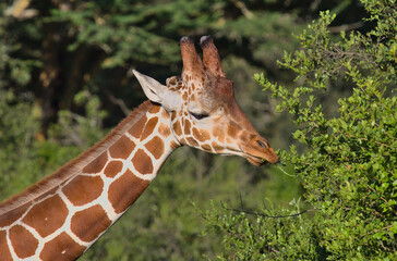 reticulated giraffe reaches for and snaps off twigs and leaves off an acacia tree in the wild woodlands of solio game reserve, kenya © Nirav Shah