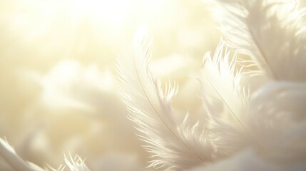 Soft white feathers backlit by sunlight, peaceful background, design element