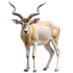 Fototapeta premium Elegant Addax Antelope: Isolated on Pure White Background, Perfect for Design Projects and 