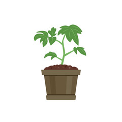 Seedling of tomato plant in pot isolated on white background. Vector cartoon flat illustration. Gardening icon