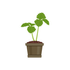 Seedling of strawberry plant in pot isolated on white background. Vector cartoon flat illustration. Gardening icon