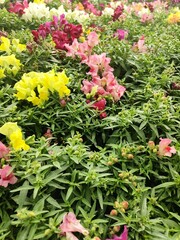 Snapdragon Montego Rose