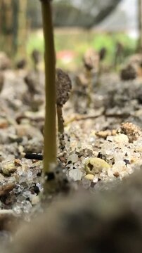 Sowing Arabica coffee seeds. View after 1.5 months after sowing.