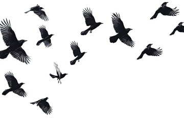 Obraz premium A mesmerizing display of black birds takes flight, their wings spread wide as they ascend into the clear morning sky, embodying freedom and movement