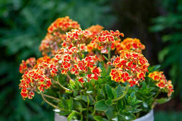 Tropical Plants, Flowers and Palms