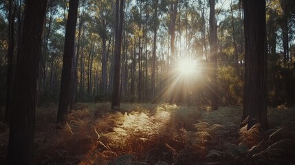 Fototapeta premium Sunlit Forest Floor Golden Rays Illuminate Ferns