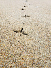 row of bird tracks on the wet sand on the ocean shore. Macro photography.
