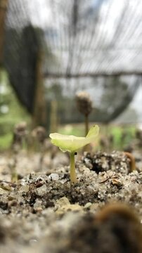 Sowing Arabica coffee seeds. View after 1.5 months after sowing.