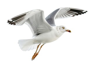 Fototapeta premium A majestic seagull glides through the air with outstretched wings, scanning the horizon for a morsel to eat. Its keen gaze reflects the sunlight beautifully