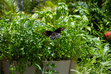Parsley, Sage, Rosemary and Butterfly