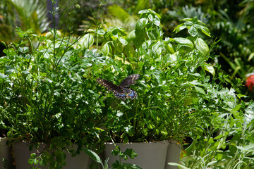 Parsley, Sage, Rosemary and Butterfly