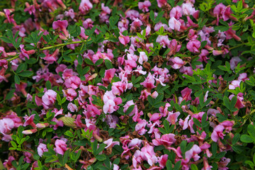 Purpur-Ginster - Cytisus purpureus