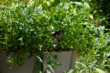 Parsley, Sage, Rosemary and Butterfly