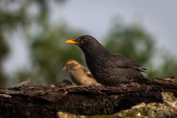 Common blackbird (Turdus merula). 