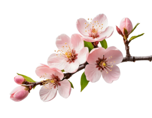 Delicate Pink Blossoms on a Branch, Perfect for Spring Designs
