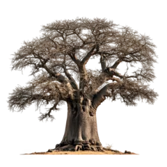 Fototapete Giant baobab tree with massive trunk and sparse branches, showcasing its unique structure and beauty in natural setting. This majestic tree stands tall, evoking sense of wonder © korawik