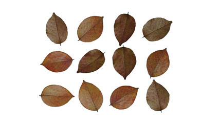 Set of dry leaves 3D render isolated on transparent background, PNG