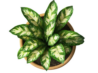  top view of an indoor potted plant on transparent on white background