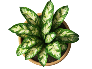  top view of an indoor potted plant on transparent background