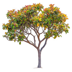 Tropical almond tree with vibrant green and orange leaves, showcasing unique branching structure....