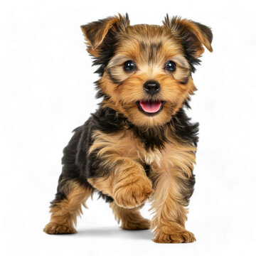 yorkshire terrier puppy on white background. 4k backgroundless cutout of an adorable yorki dog