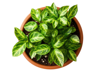  top view of an indoor potted plant on transparent  background