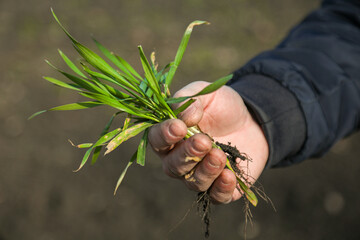 A man in a field holds cereal sprouts in his hand. The concept of the profession of agronomist or farmer. Spring day in the field.