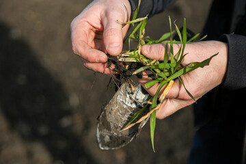 A man in a field holds cereal sprouts in his hand. The concept of the profession of agronomist or farmer. Spring day in the field.