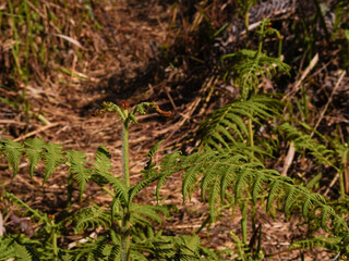 Close up of a fern in a forest in the spring.