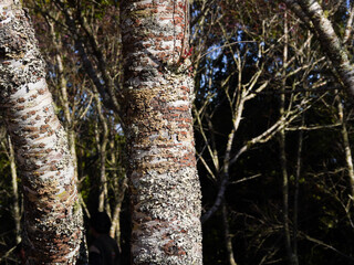 Wild Himalayan Cherry Flower or Sakura Thailand blooming blossom in PhuLomLo Loei Province, Phitsanulok Province, Thailand