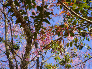 Wild Himalayan Cherry Flower or Sakura Thailand blooming blossom in PhuLomLo Loei Province, Phitsanulok Province, Thailand