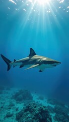 Large shark swimming alone on a clear blue ocean background, underwater, blue waters, fish
