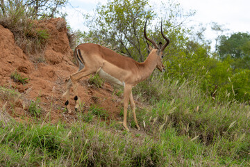 Impala, Aepyceros melampus, male, Parc national Kruger, Afrique du Sud
