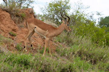 Impala, Aepyceros melampus, male, Parc national Kruger, Afrique du Sud