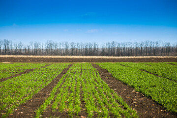 A field with sprouts of green winter wheat or other cereals on a sunny day. High quality photo