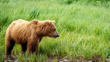 Obraz premium Alaskan Brown Bear is looking at something