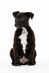 An adorable black puppy with a charming white patch of fur on its chest is sitting quietly