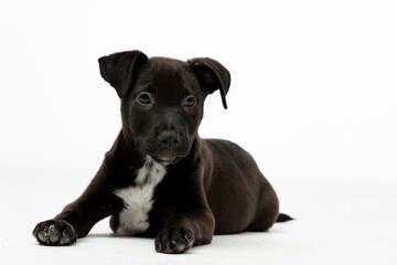 An adorable black puppy with charming white markings is comfortably lying down in a relaxed manner