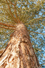 Fototapeta premium Pinus nigra austriaca Österreischische Schwarzkiefer Stamm