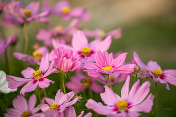 różowe onętki, łąka kwietna, cosmos flower, flower meadow,  © meegi